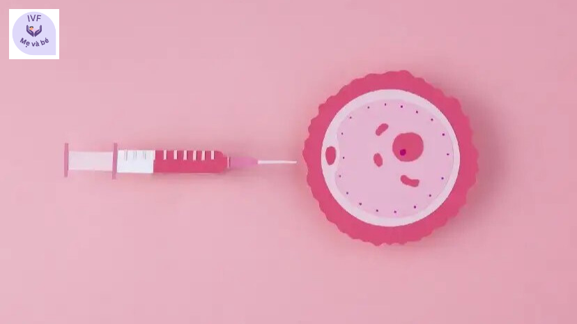 5 giai đoạn của IVF