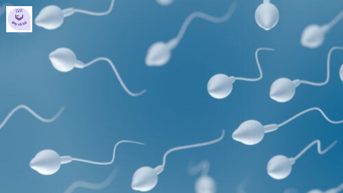 Hãy nói về số lượng tinh trùng