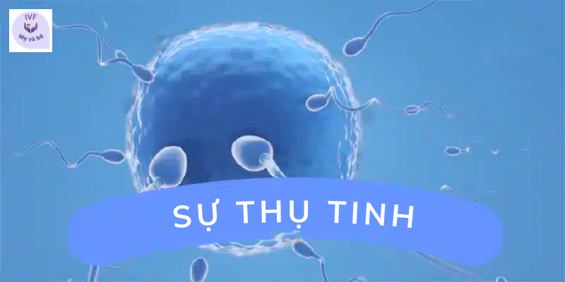 Sự thụ tinh